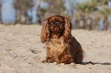 KING CHARLES SPANIEL 009